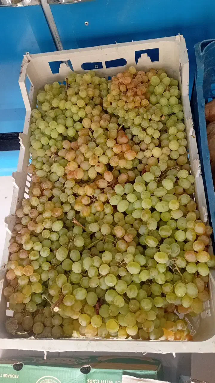 میوه  وسایل ترشی سرکه|خوردنی و آشامیدنی|رباطکریم, شترخوار|دیوار