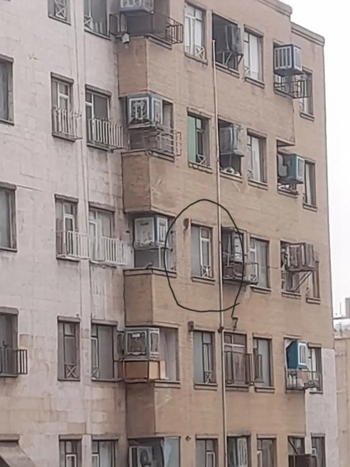 عروس هلندی گمشده|حیوانات|ری, شهادت|دیوار