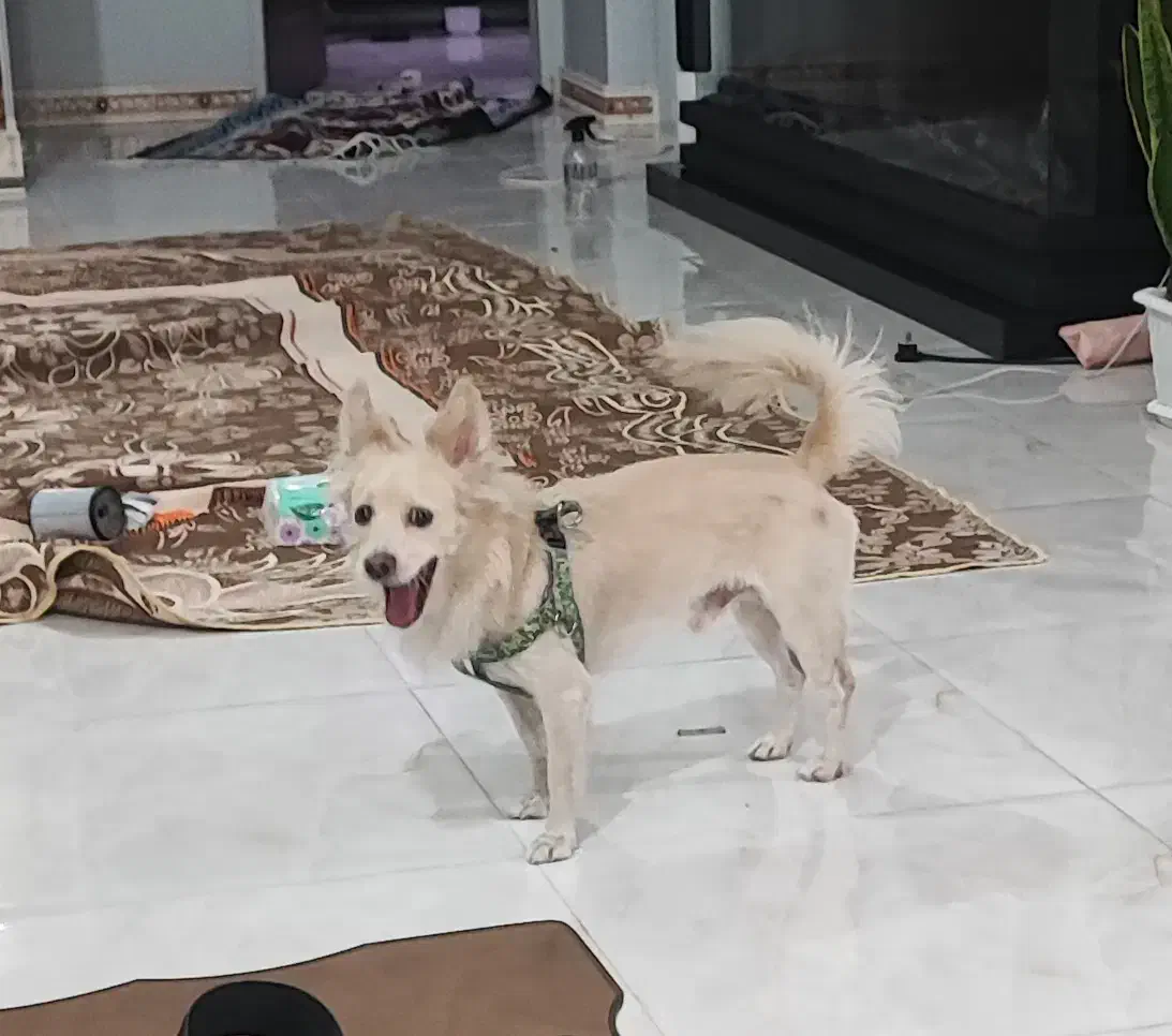 سگ اشپیتز|سگ|کهریزک, |دیوار