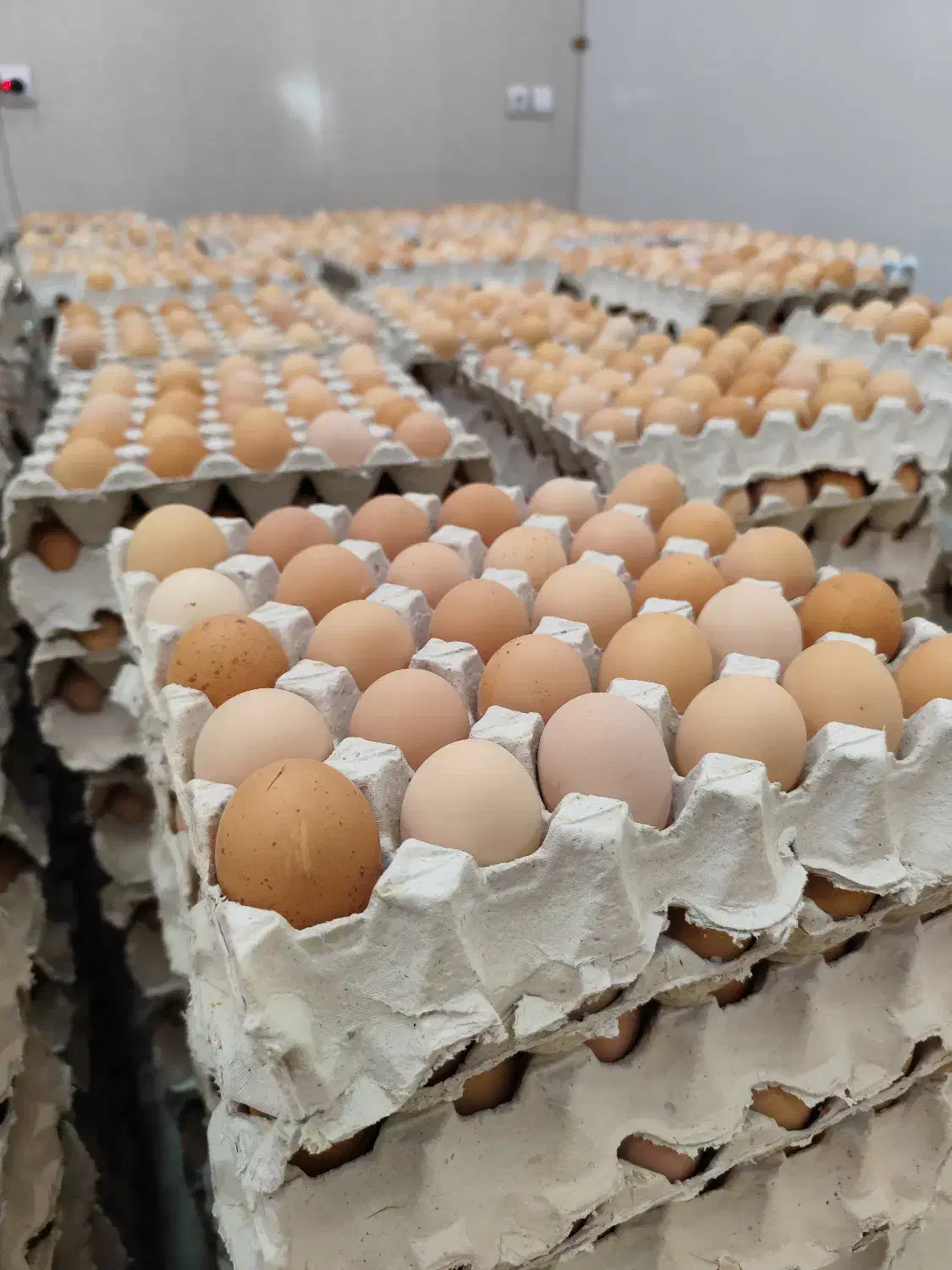 تخم مرغ بومی گلپایگان|خوردنی و آشامیدنی|تهران, ابوذر|دیوار