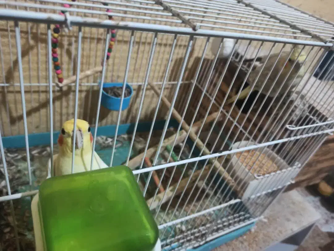 عروس هلندی به شرط تخم و جوجه|پرنده|خور (فارس), |دیوار