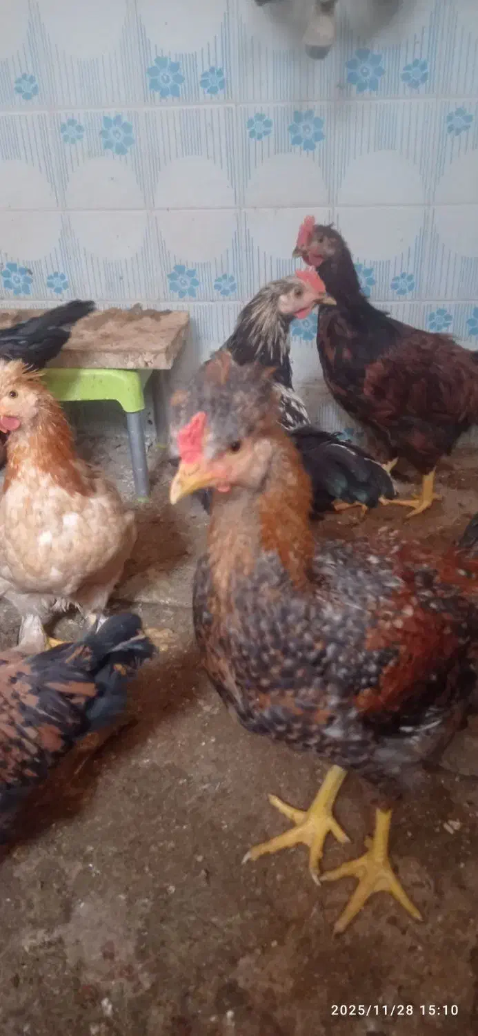 خروس|حیوانات مزرعه|سبزوار, گلشن|دیوار