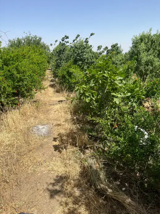 باغ|فروش زمین و ملک کلنگی|قم, نخودی|دیوار