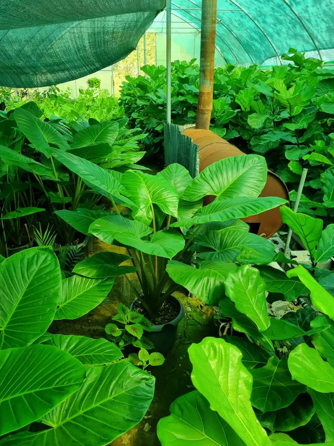 فروشنده گل و گیاه آپارتمانی|استخدام بازاریابی و فروش|رشت, چله خانه|دیوار