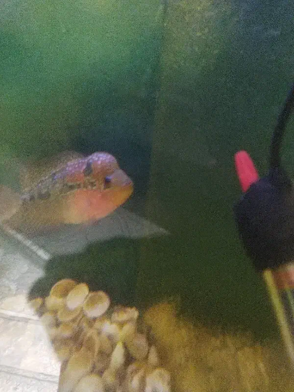 ماهی فلاور|ماهی|قم, علی آباد سعدگان|دیوار