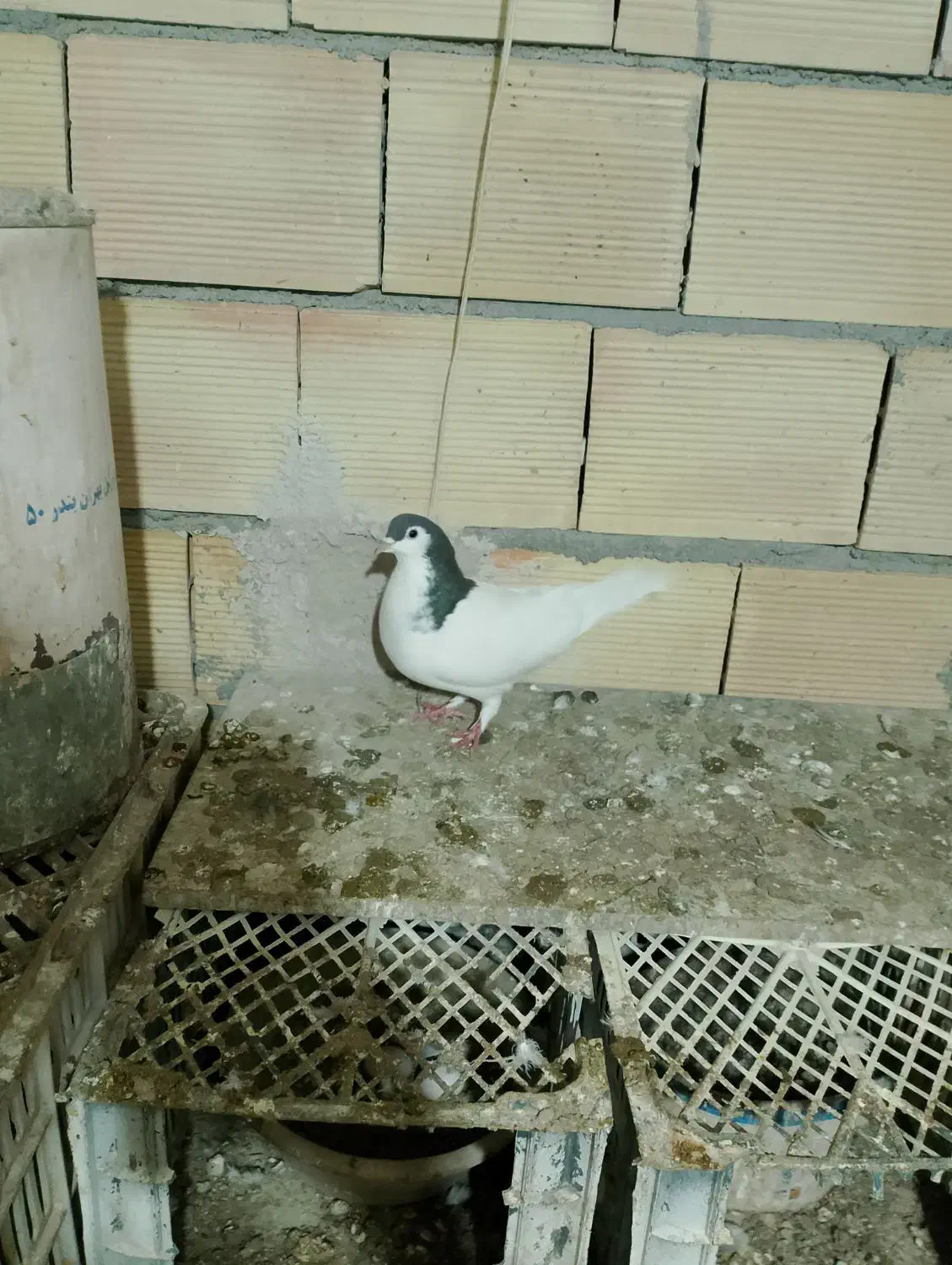 کفتر خال|پرنده|جوین, |دیوار