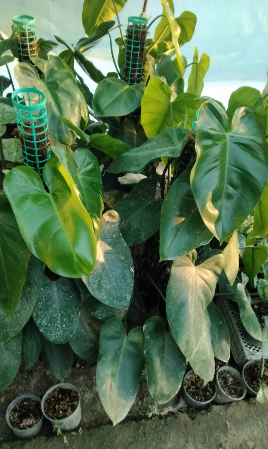 گل و گلدان|گل و گیاه طبیعی|ارومیه, |دیوار