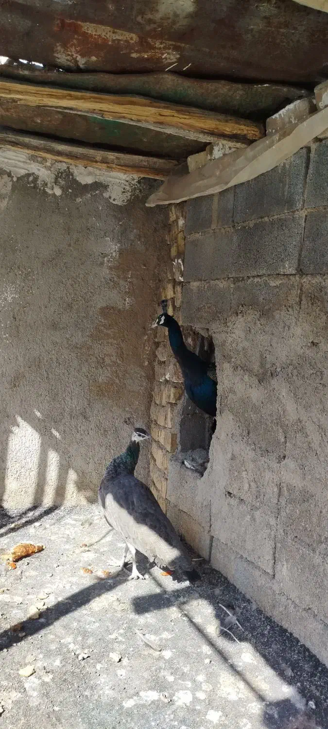 طاووس نر و ماده|پرنده|بروجرد, |دیوار