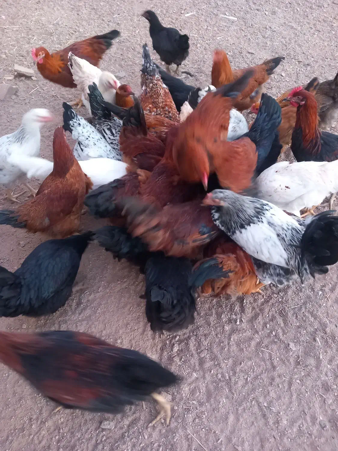 خروس نیمچه|حیوانات مزرعه|زاویه, |دیوار