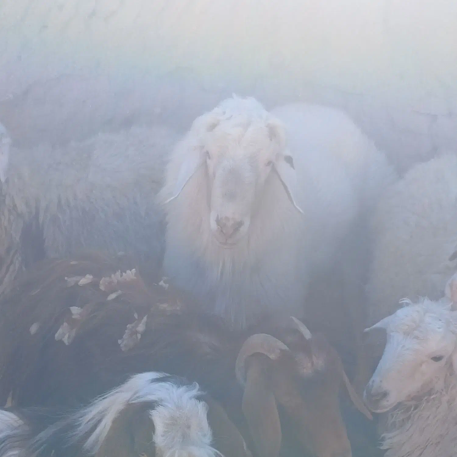 قوچ|حیوانات مزرعه|سرایان, |دیوار