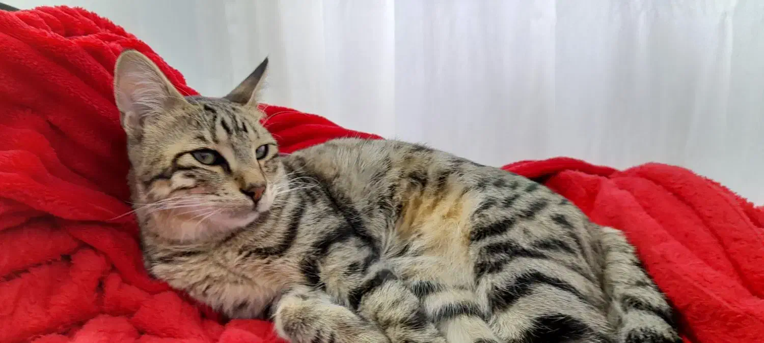 گربه ملوس وبغلی واگذاری رایگان|گربه|لاهیجان, کوی استادان|دیوار