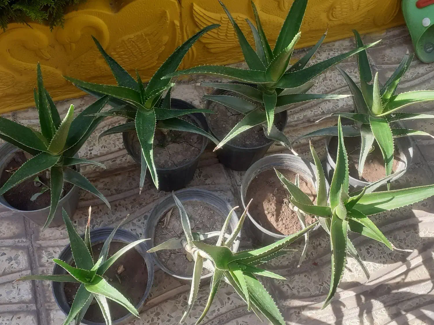 ۷عددگل فقط ۳۵۰هزار|گل و گیاه طبیعی|اسکو, |دیوار