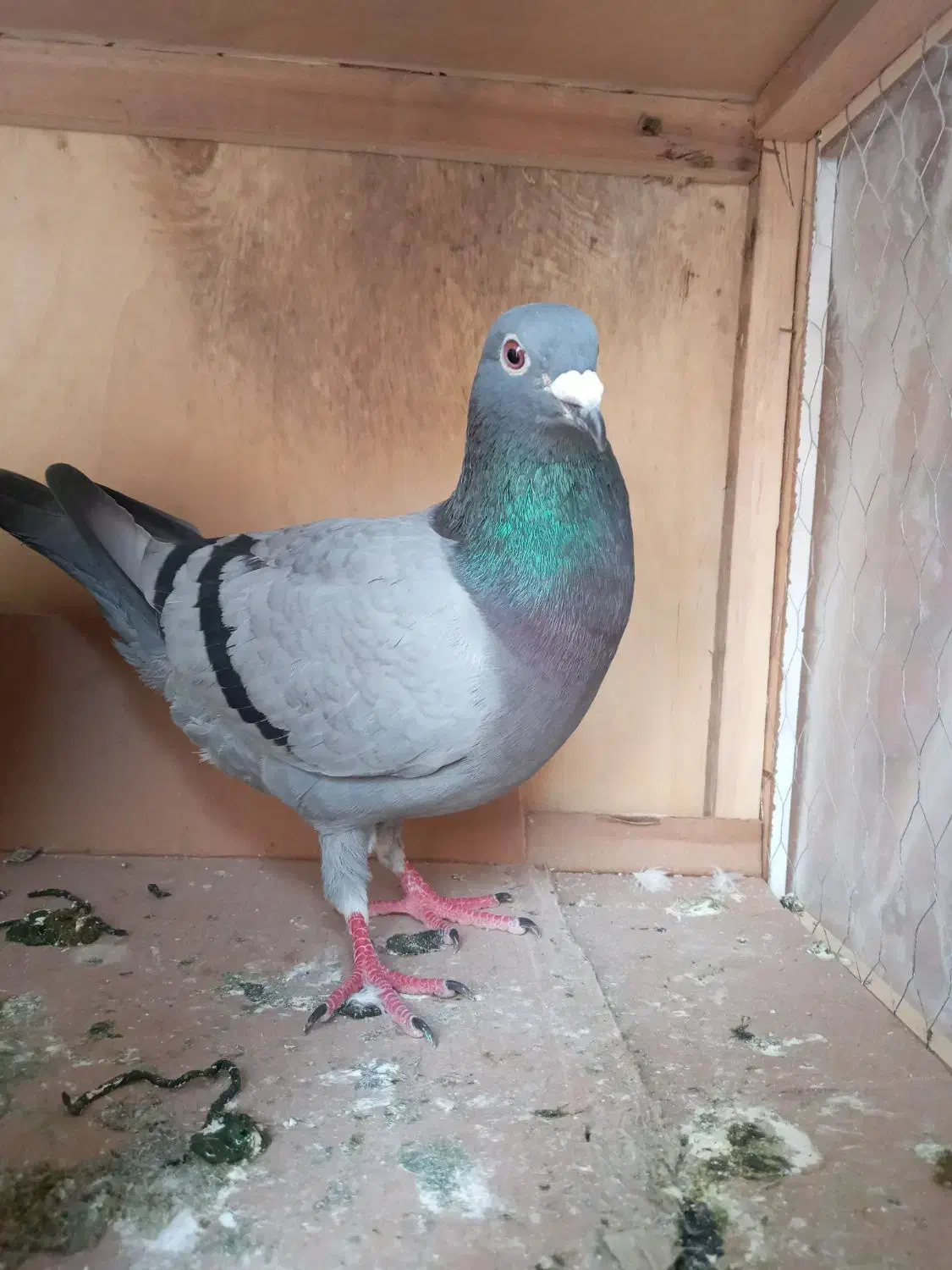 کبوتر المانی|پرنده|هشتگرد, شهرک صنعتی هشتگرد|دیوار