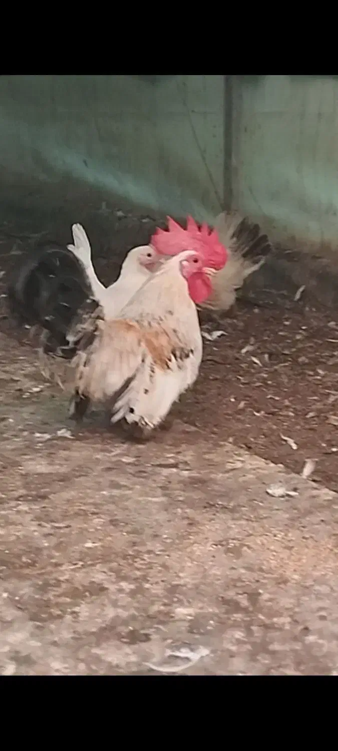 یک ست جاپنیز لمون|حیوانات مزرعه|رامیان, |دیوار