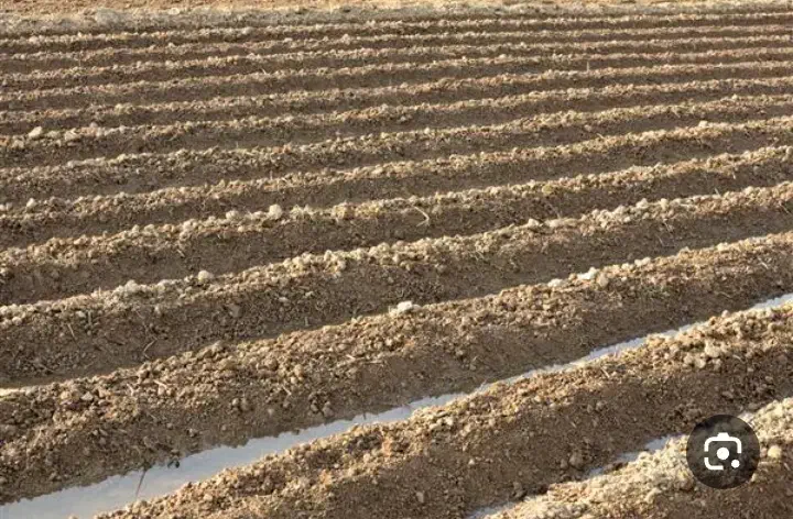 زمین کشاورزی|فروش دفتر صنعتی، کشاورزی، تجاری|باغستان, |دیوار