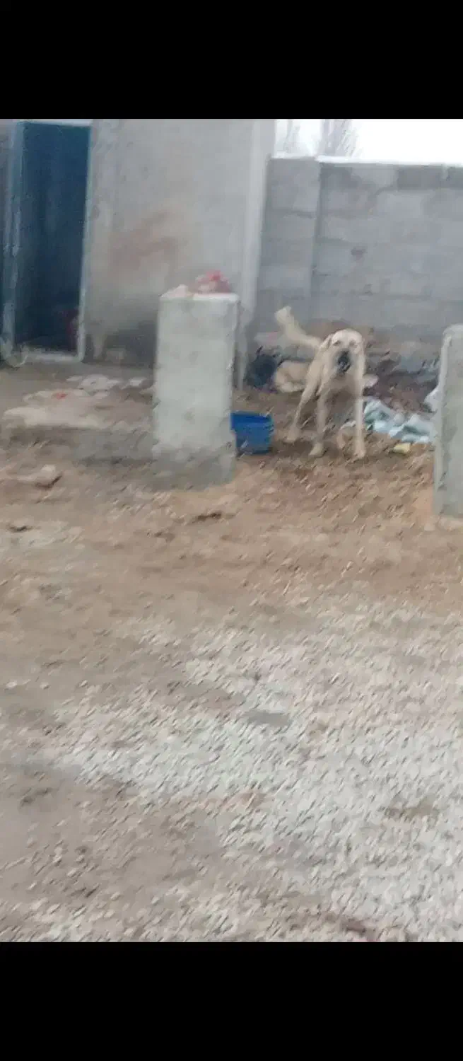 سگ سرابی 12ماهه|سگ|فیروزآباد (آذربایجان), |دیوار