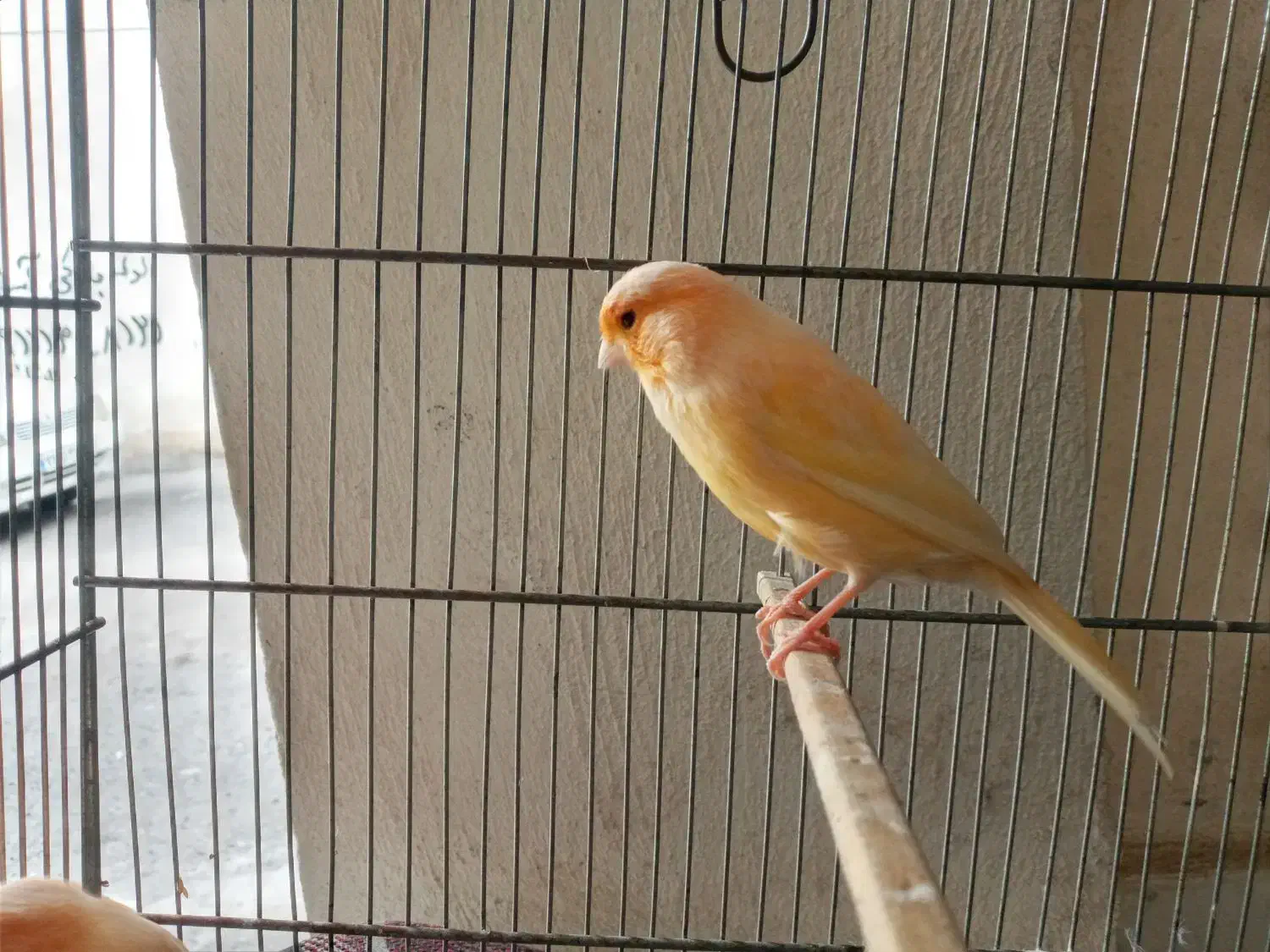 قناری رد فاکتر  اصل|پرنده|رشت, نیکمرام|دیوار