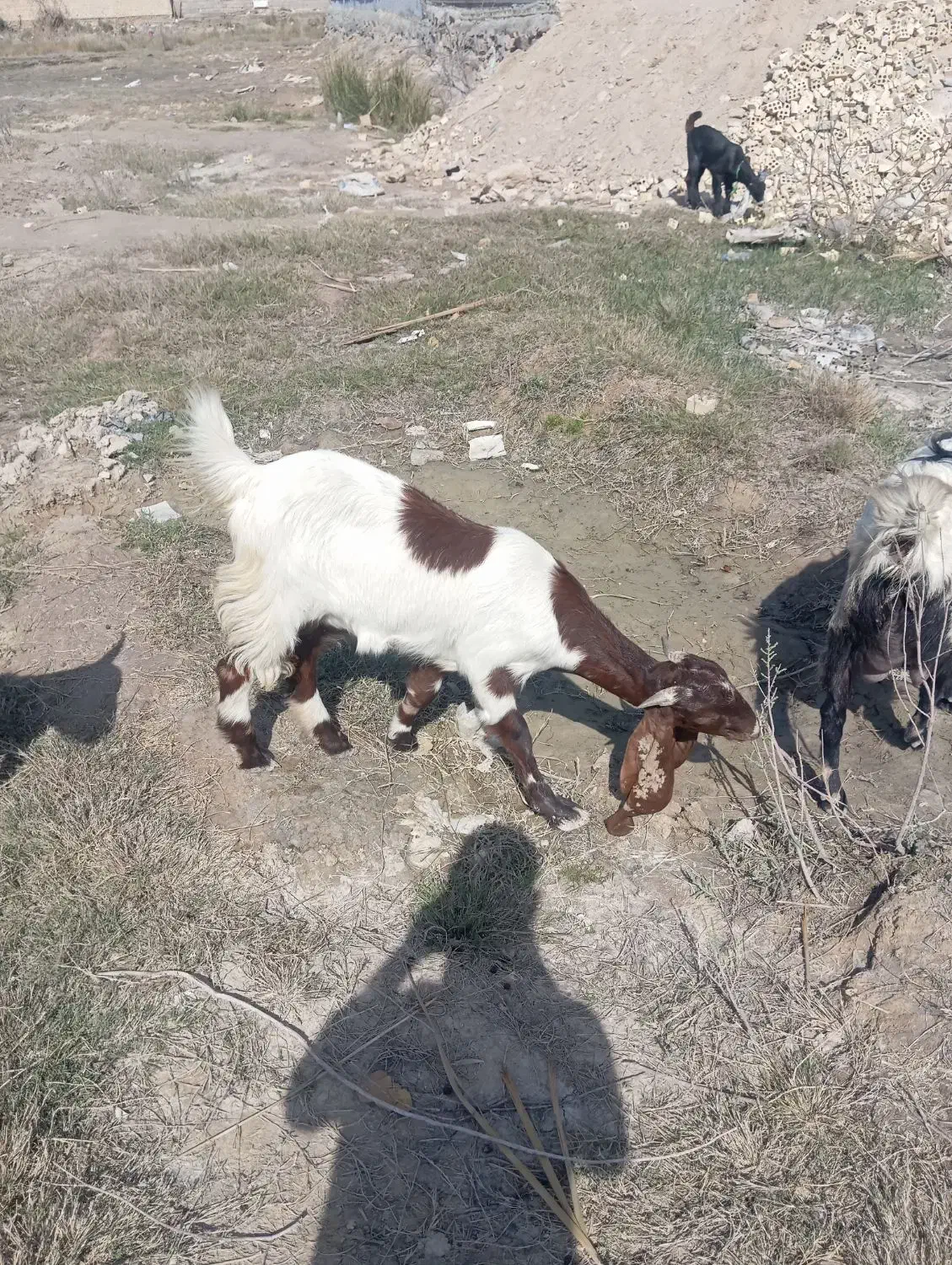 بز نر ماده|حیوانات مزرعه|شادگان, |دیوار