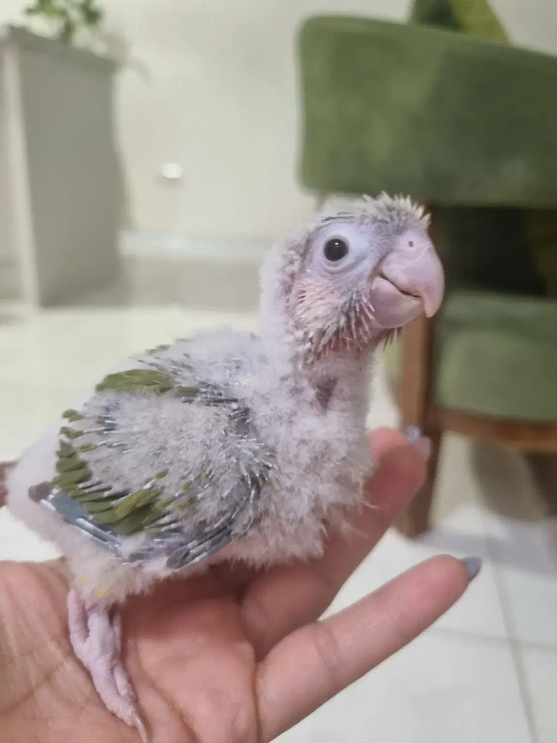 گرینچیک آناناسی سرلاکی|پرنده|گرمدره, |دیوار