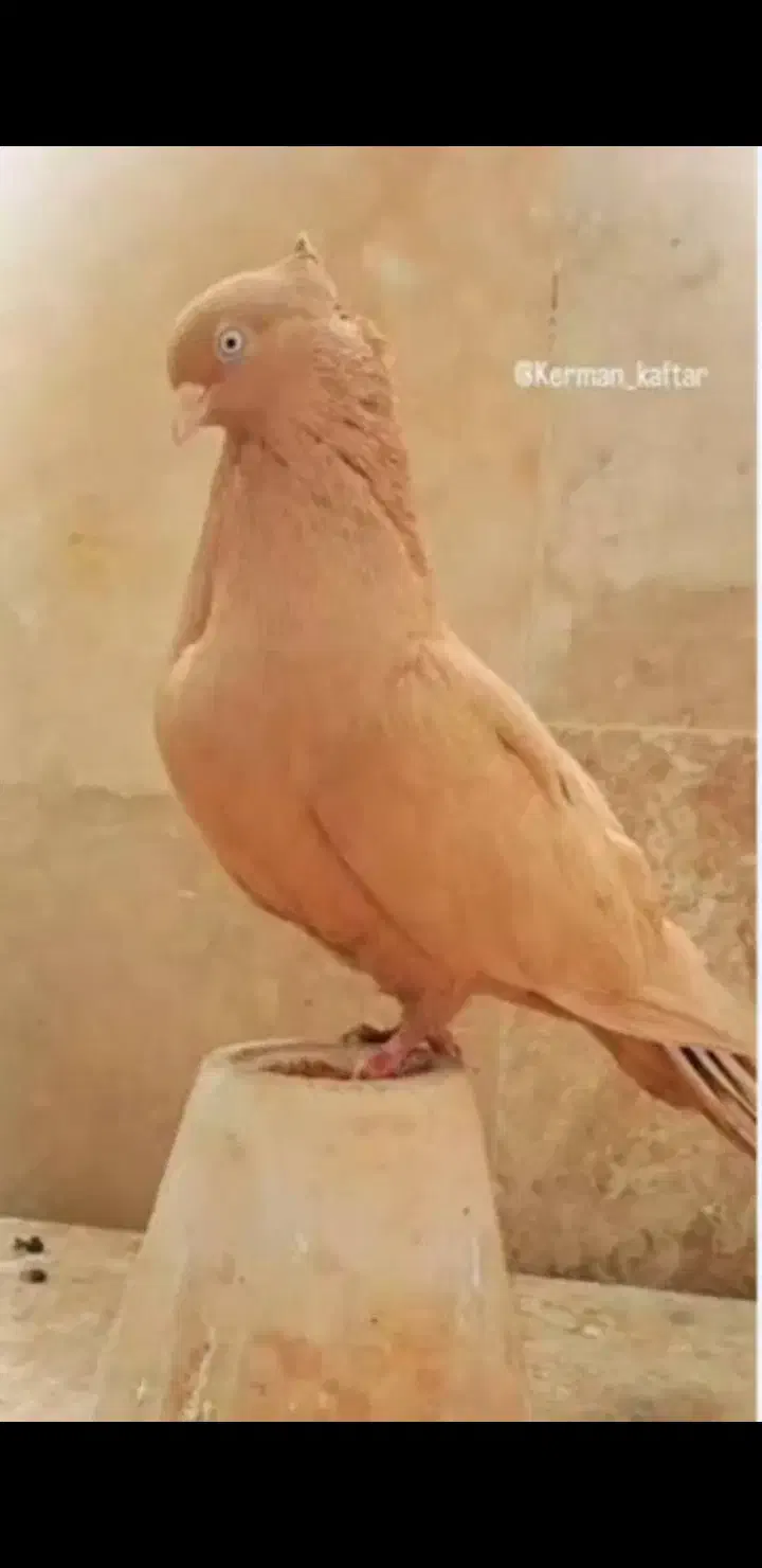 زرد فری نر|پرنده|سبزوار, قصبه اب یمین|دیوار