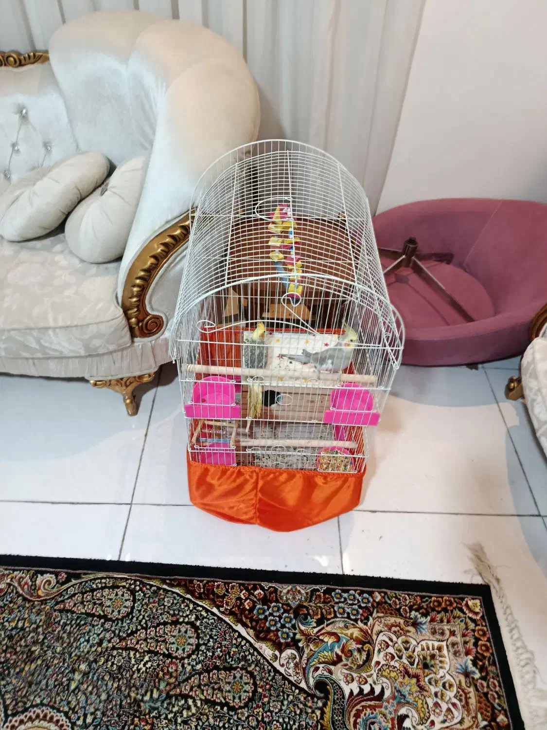 پرنده|پرنده|فردیس, قریشی|دیوار