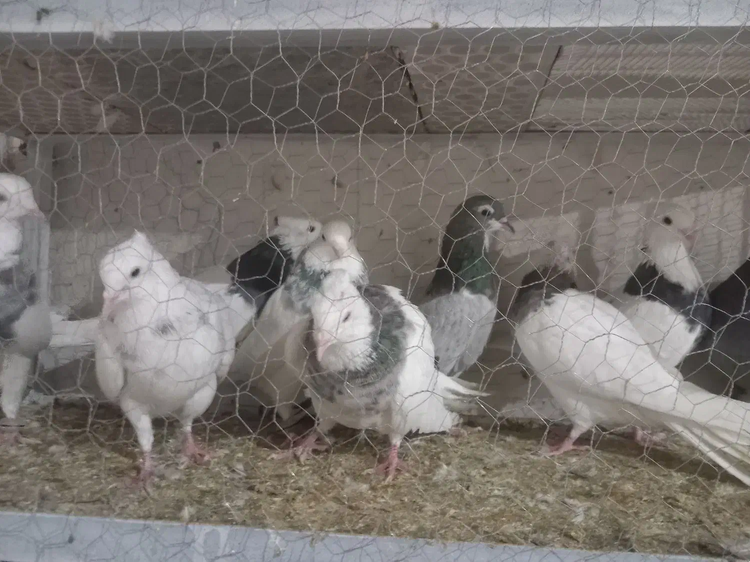 طوقی هفترنگ|پرنده|قائن, |دیوار