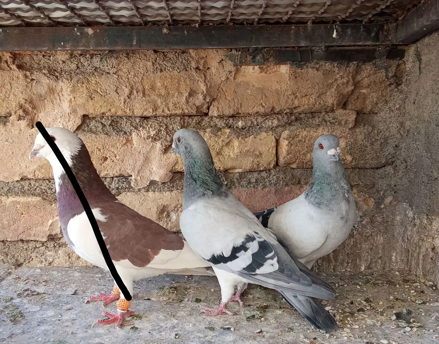 کبوتر|پرنده|مشهد, کوی دروی|دیوار