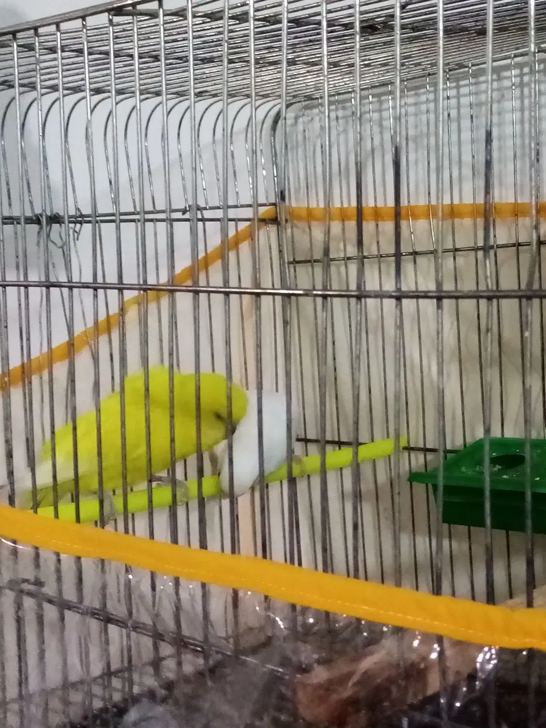 مرغ عشق|پرنده|تربتحیدریه, بالا ولایت|دیوار