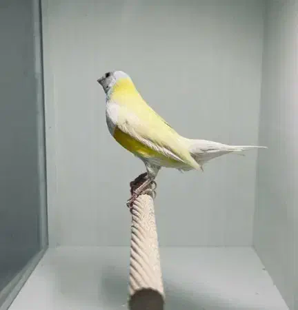 پرنده|حراج|مسجد سلیمان, |دیوار