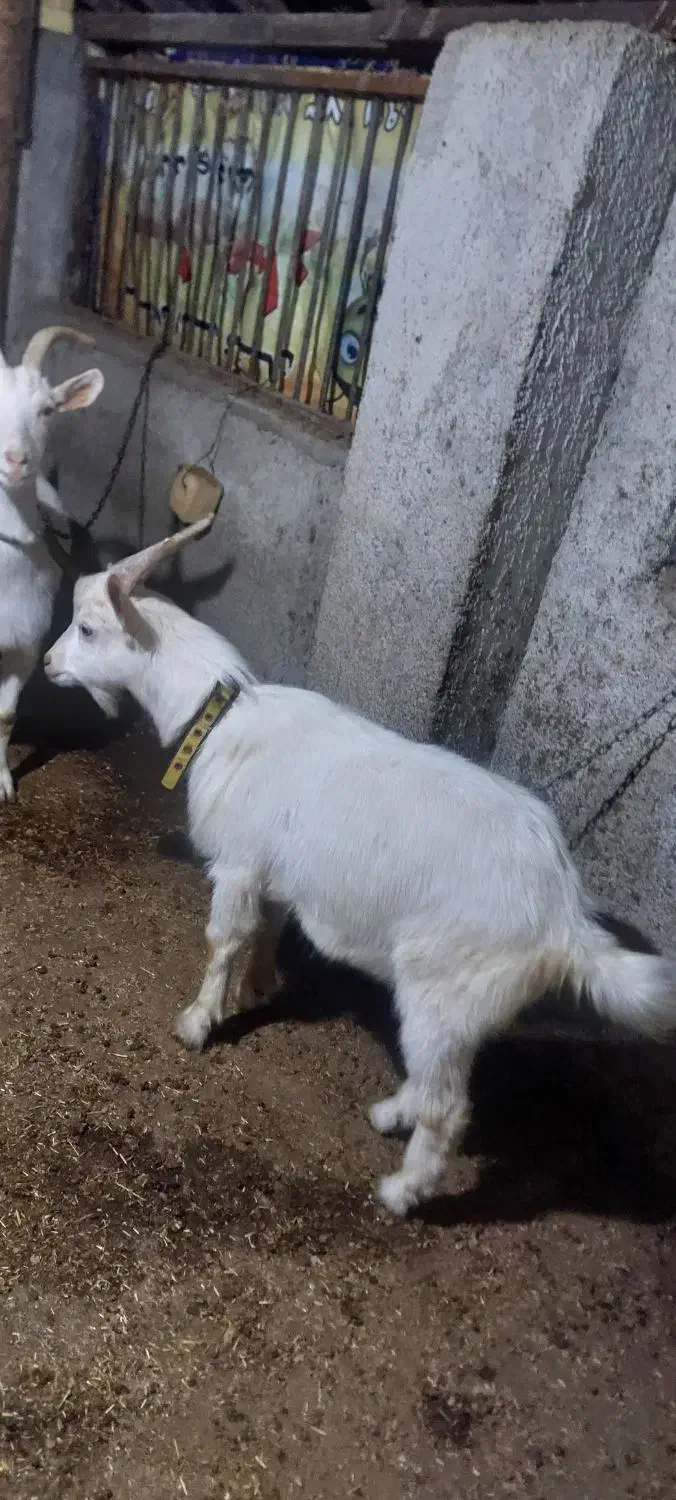 ماده چبش و نر چبش سانن|حیوانات مزرعه|علی‌آباد کتول, |دیوار