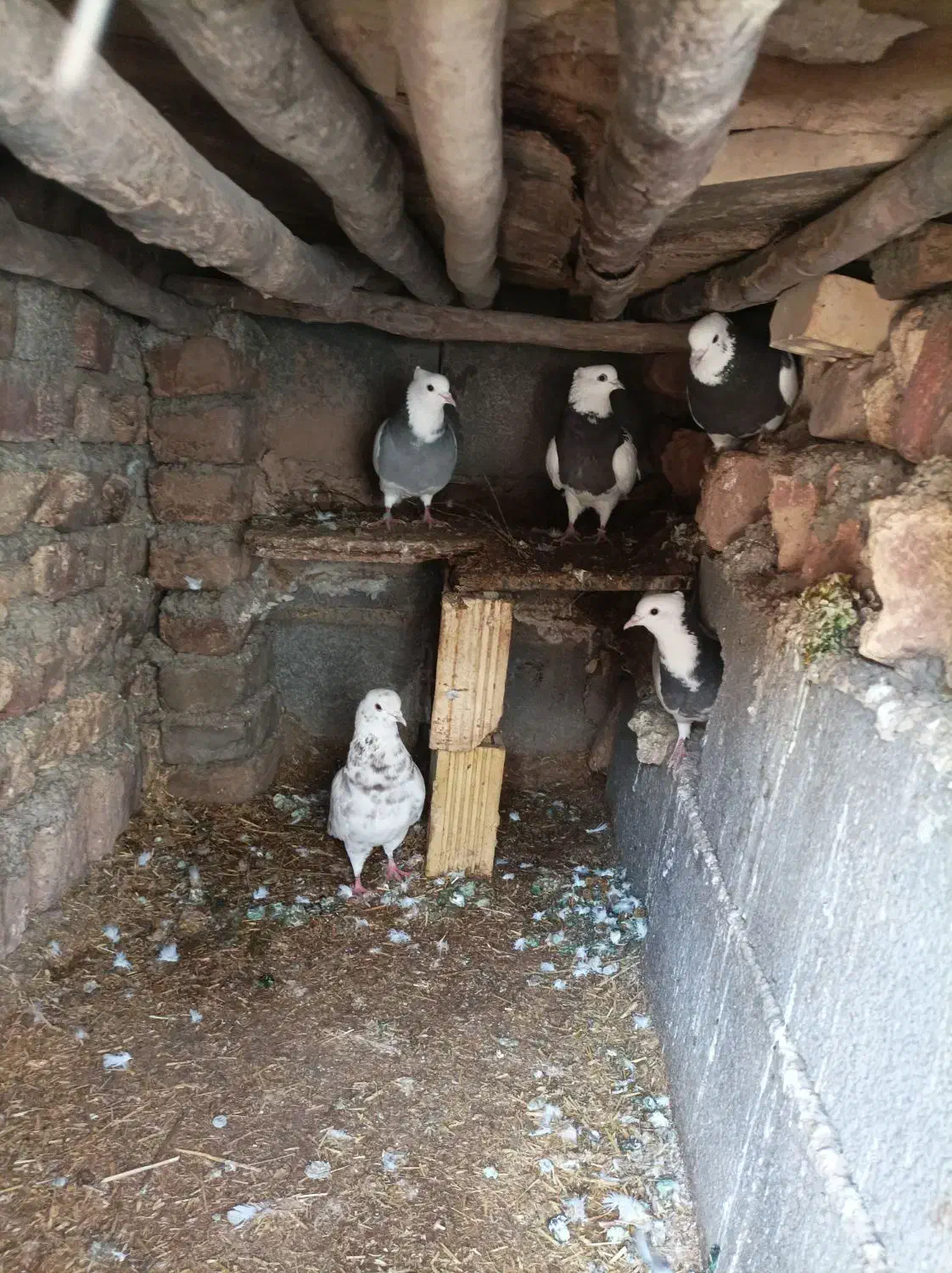 کبوتر طوقی|پرنده|نورآباد, |دیوار