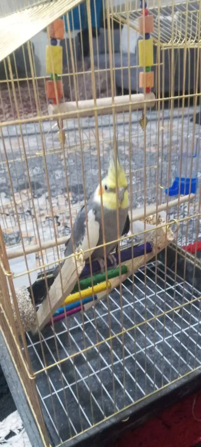 عروس هلندی نر فوری|پرنده|کرمان, |دیوار