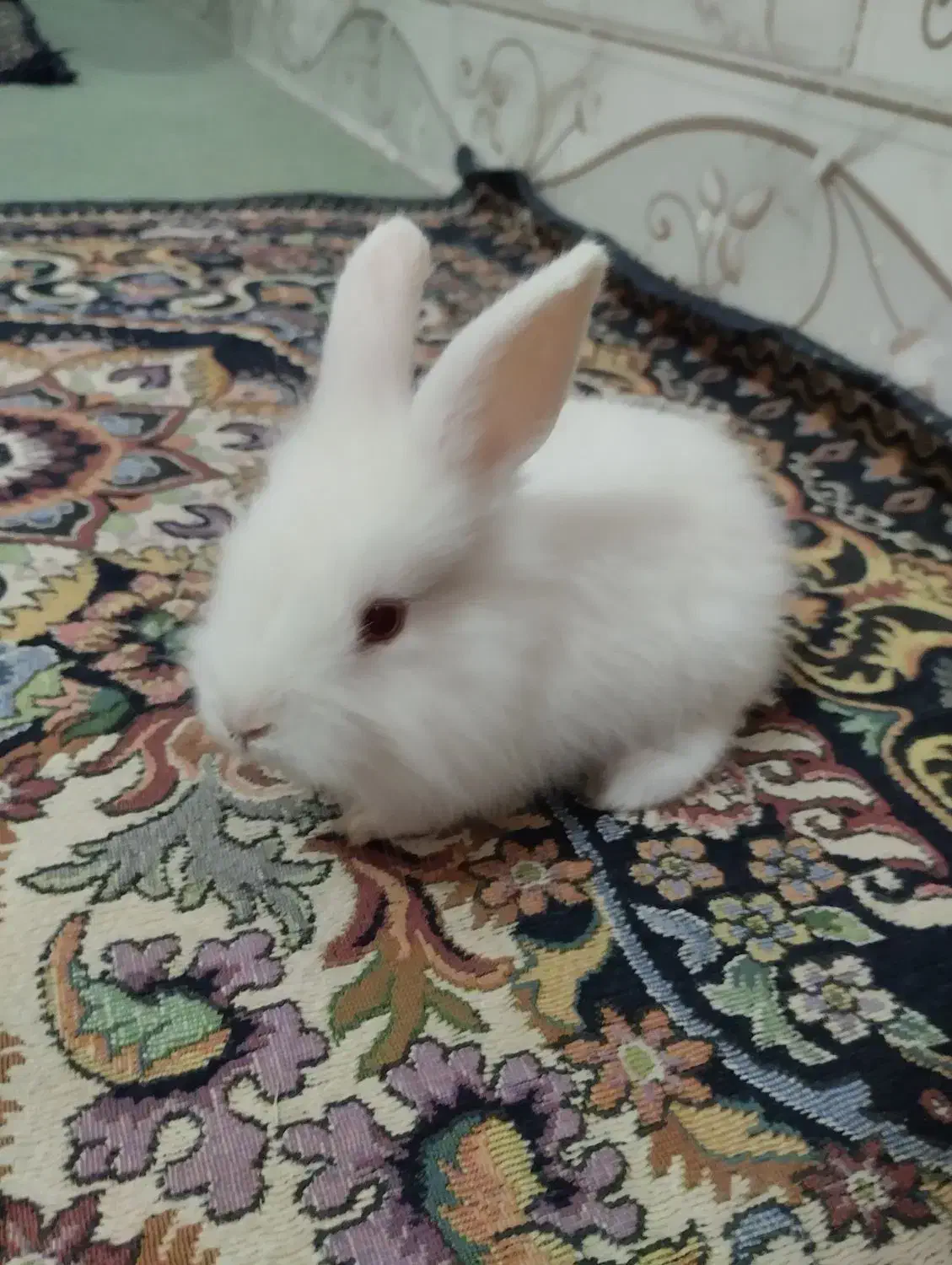 بچه خرگوش|موش و خرگوش|زابل, |دیوار