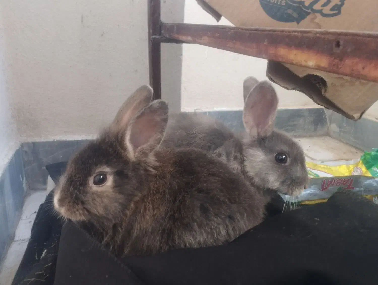 حیوان خانگی|موش و خرگوش|فولادشهر, مسکن مهر فولادشهر|دیوار