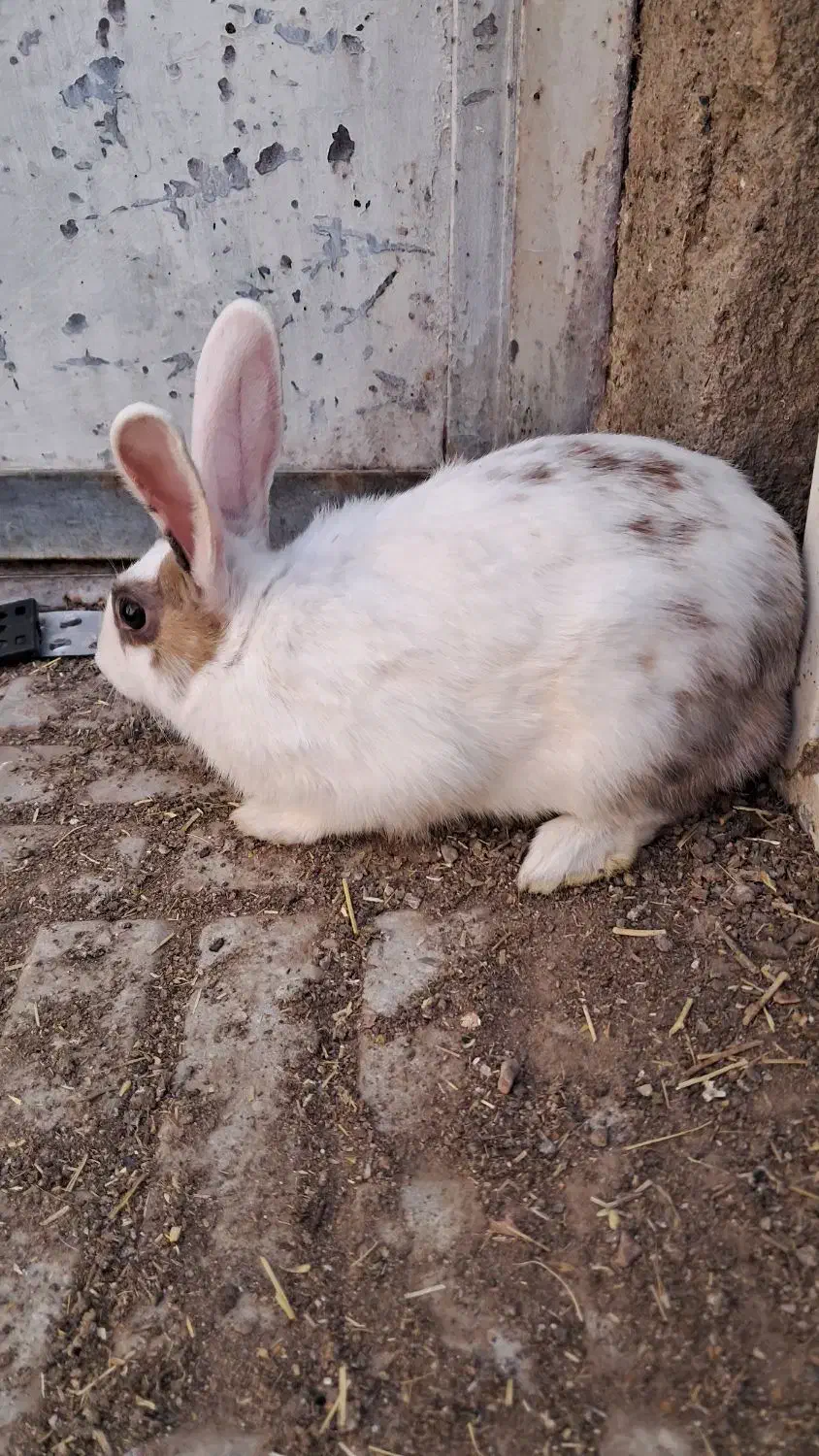 خرگوش اهلی|موش و خرگوش|فردوس (خراسان), |دیوار