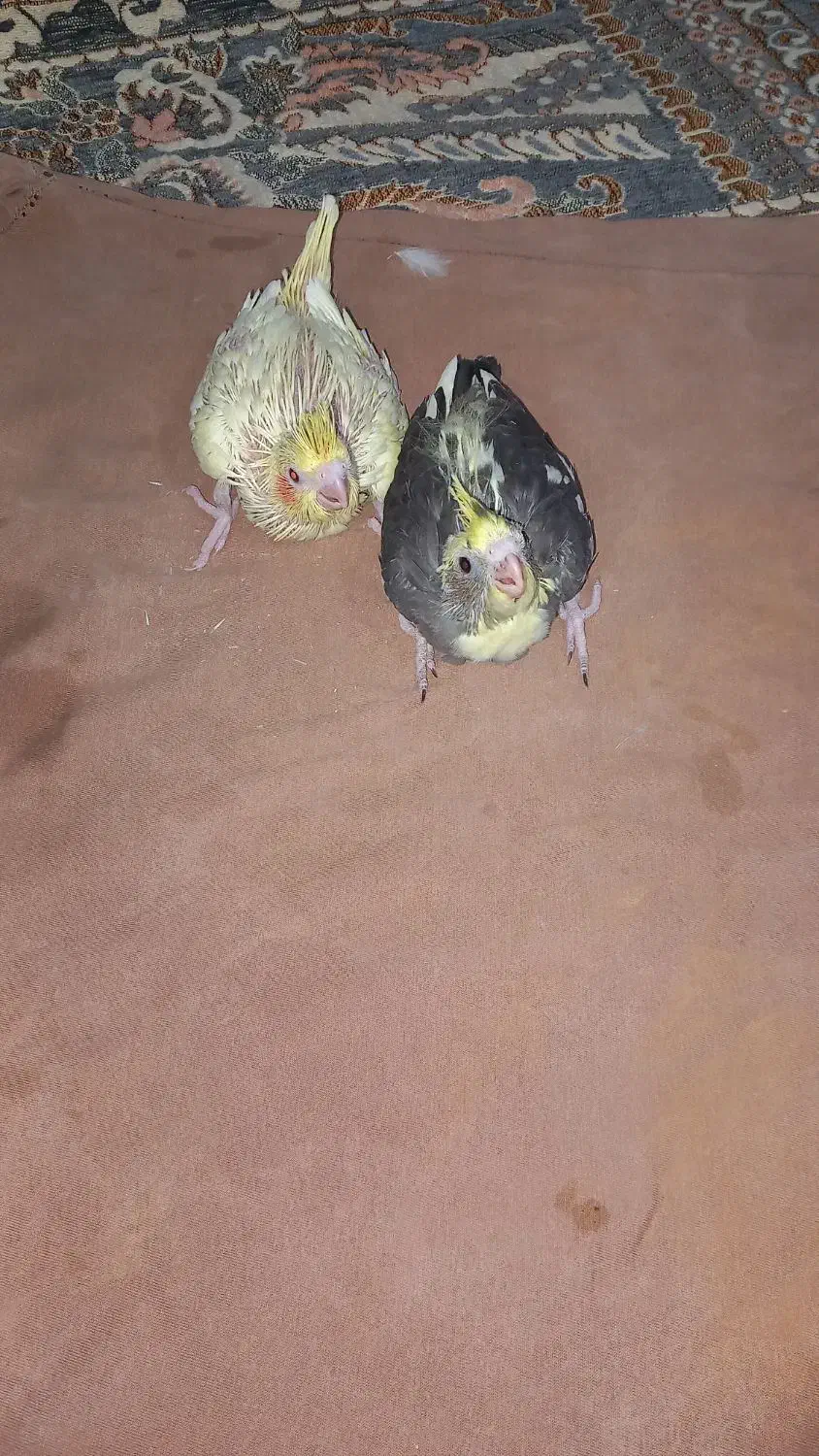 جوجه عروس هلندی|پرنده|امیدیه, |دیوار