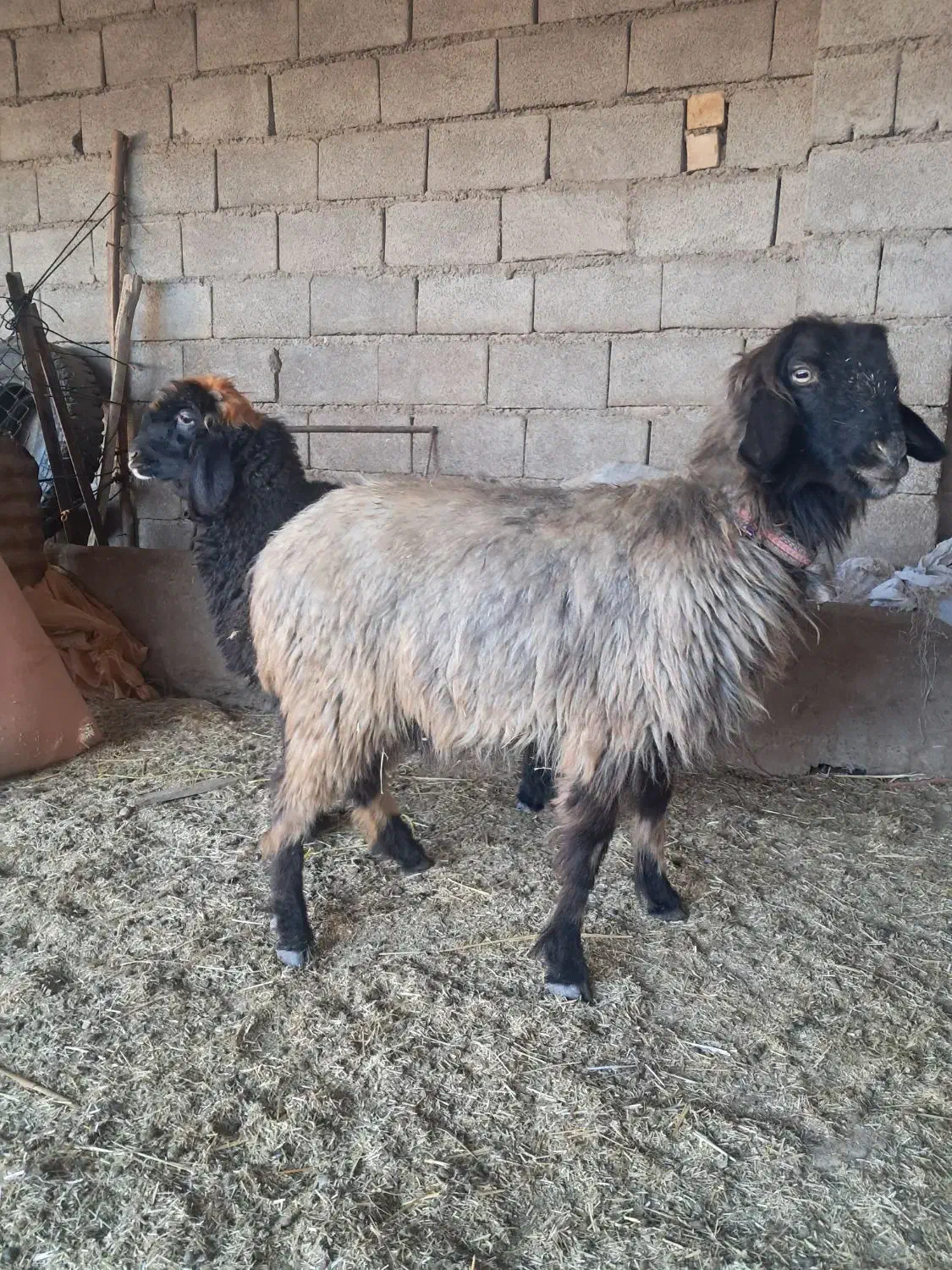 میش ،بره ،شیشک، بز،بیگ|حیوانات مزرعه|گتوند, |دیوار