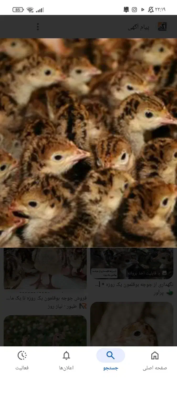 فروش ۵۰ عدد جوجه بوقلمون ۵ روزه|حیوانات مزرعه|فیروزه, |دیوار