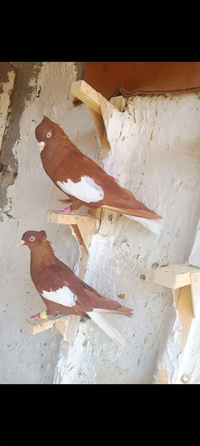 سرک سرخ دم سفید|پرنده|شیراز, ریاستی|دیوار