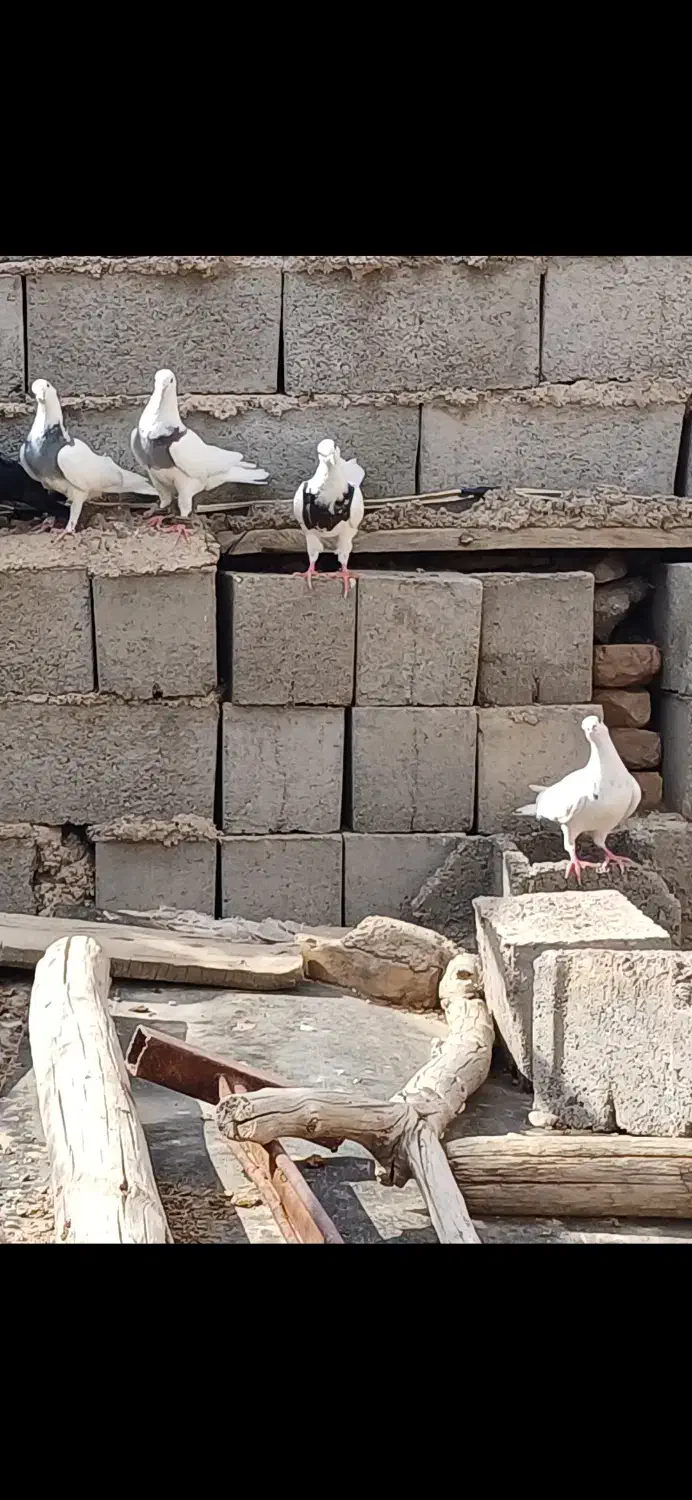 تعدادی کفتر طوقی وهومر وپلاکی هرکدام ۳۰۰|پرنده|بافق, |دیوار