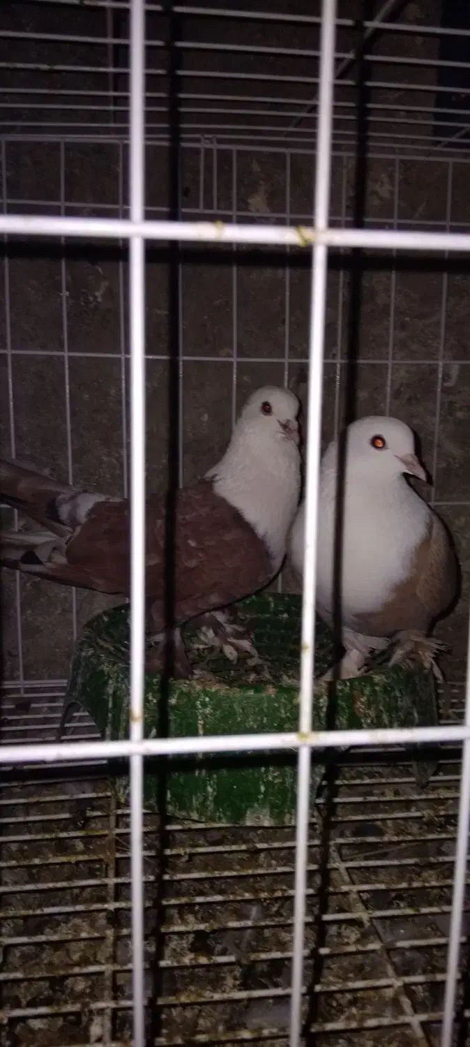 نر وماده سر سفید سرخ و زرد|پرنده|رامهرمز, |دیوار