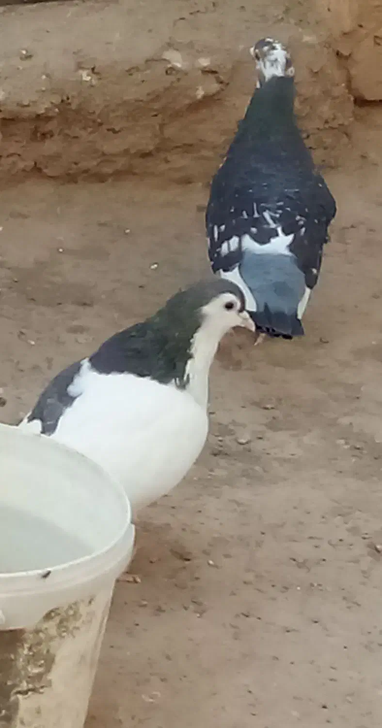 خال طوقی مینا|پرنده|تربتحیدریه, پائین ولایت|دیوار