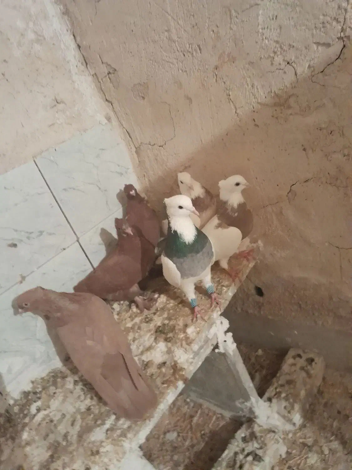 کبوتر|پرنده|هلیلان, |دیوار