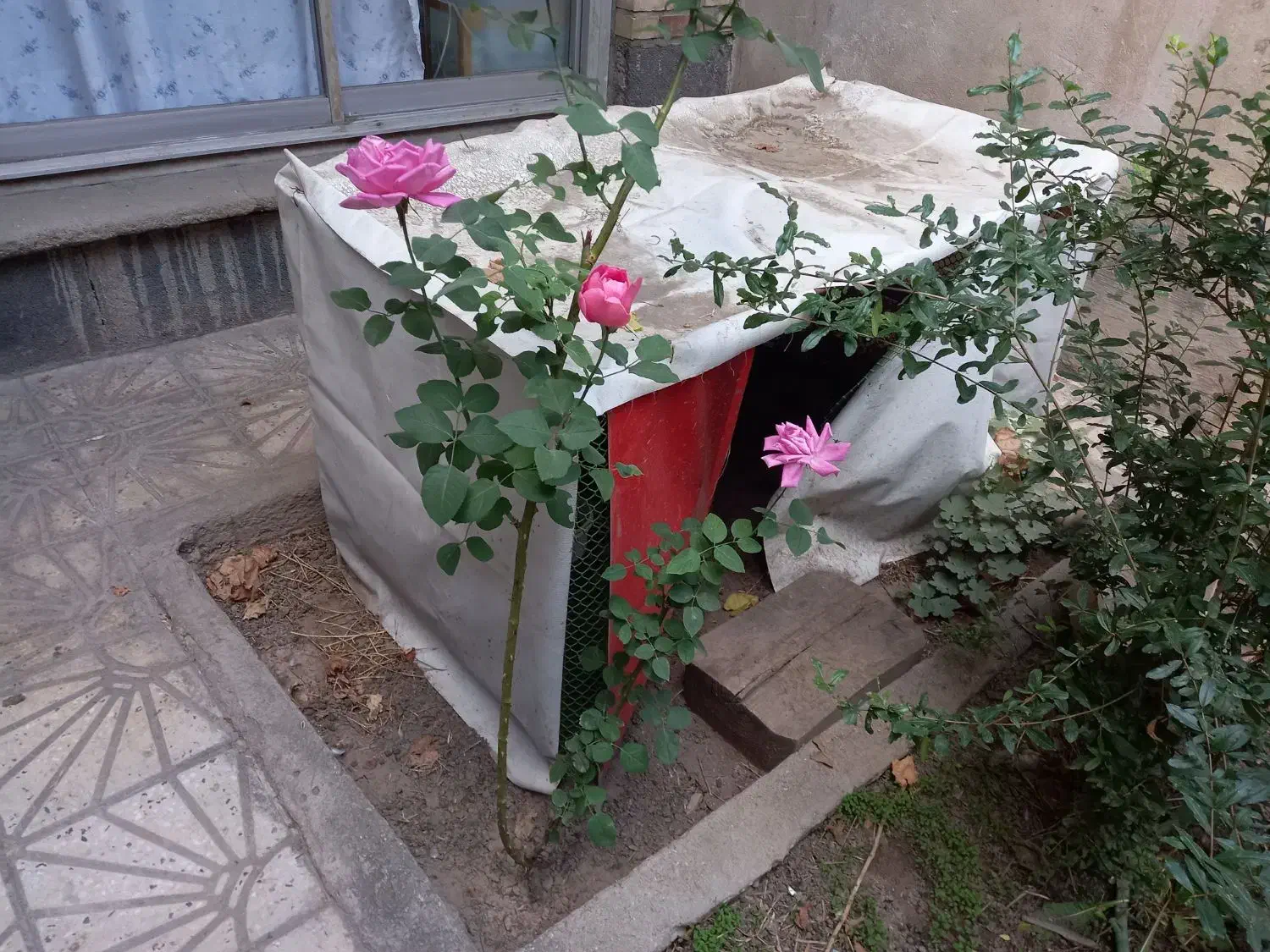 قفس بزرگ|لوازم جانبی حیوانات|خوی, |دیوار