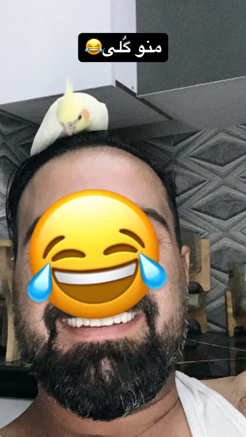 عروس هلندی|پرنده|قدس, شهر‌قدس|دیوار