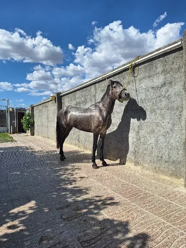 اسب مادیان|اسب و تجهیزات اسب‌سواری|بناب, |دیوار