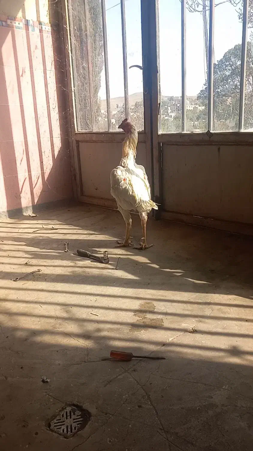 خروس لاری|حیوانات مزرعه|انگوت, |دیوار