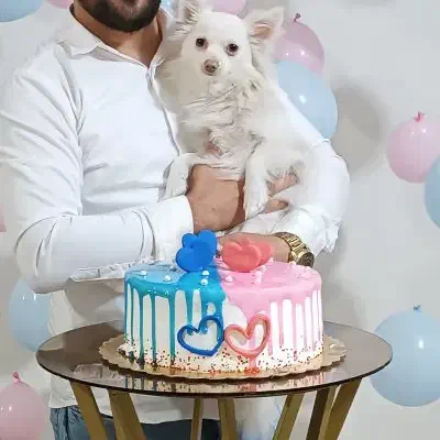 سگ گمشده|حیوانات|مشکین‌دشت, |دیوار