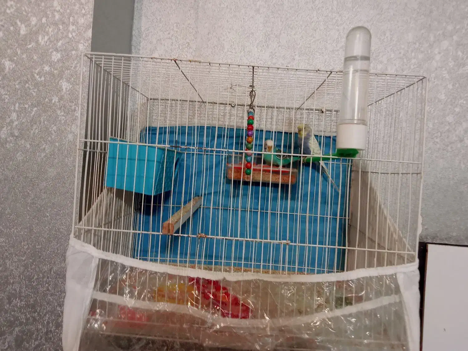 جفت مرغ عشق رینبو با تخم|پرنده|مشهد, کشف|دیوار