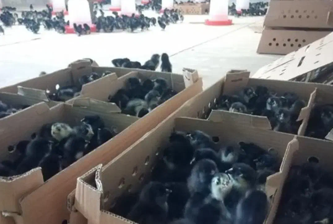 فروش ویژه جوجه ۱تا۵روزه نژادمرندی|حیوانات مزرعه|مشهد, هفده شهریور|دیوار